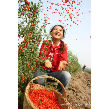 Baies de Goji séchées / baies de goji bio / Wolfberry chinois